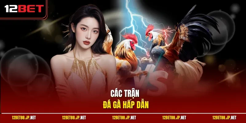 Các trận đá gà hấp dẫn