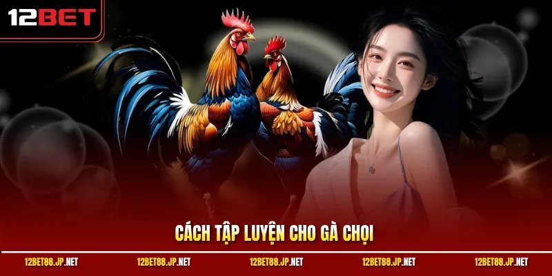 Cách tập luyện cho gà chọi
